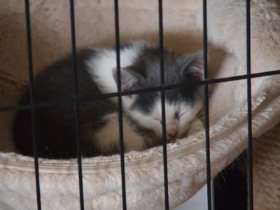 [The grey and white kitten is curled in circle with her eyes tightly closed as she snoozes in the cat sling.]
